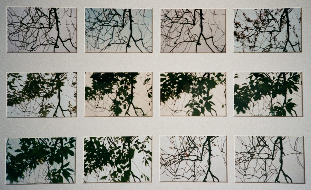 Branches Through the Year – Photography Exhibition by Gunhild Thomson